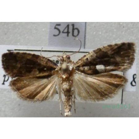 Eudemis profundana (Denis & Schiffermüller, 1775) Czech54b